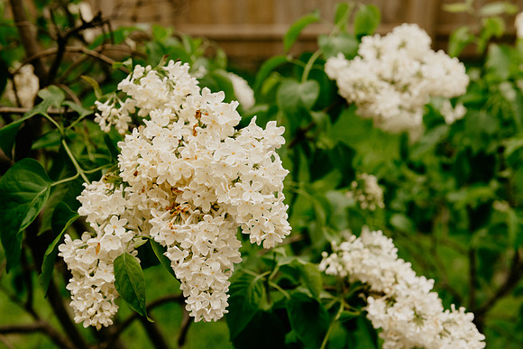 flowers-5859