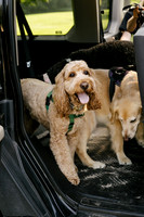 OffLeash2024-0414