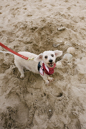 OffLeash2024-0958