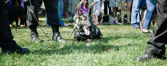 barktoberfest-9473