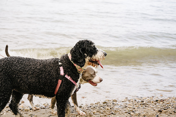OffLeash2024-0903