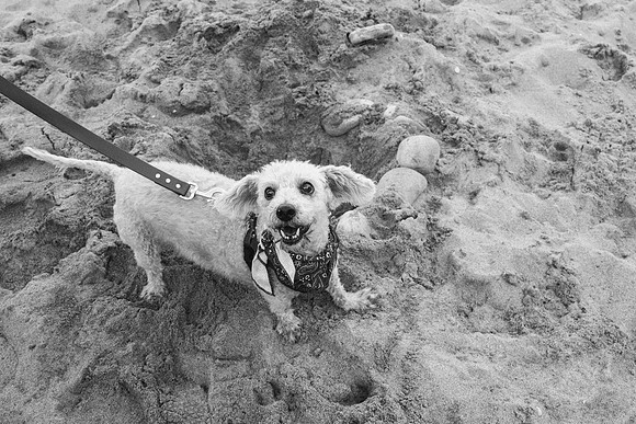OffLeash2024-0957-2
