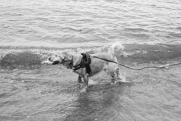 OffLeash2024-0878-2
