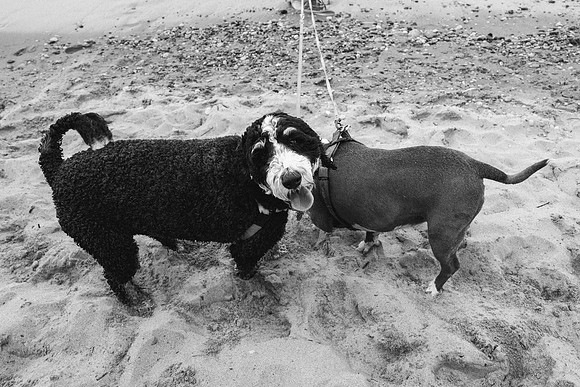 OffLeash2024-0898-2