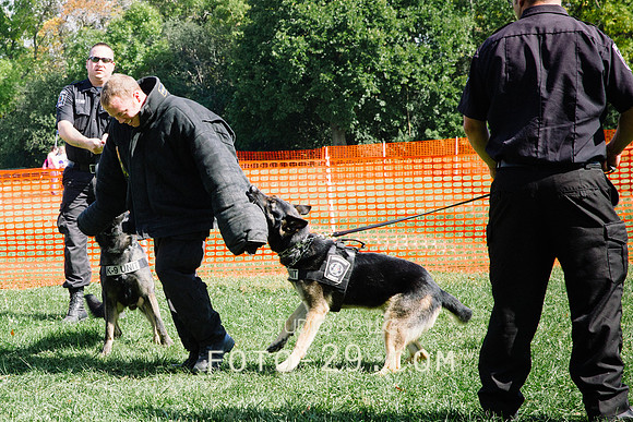barktoberfest-9496