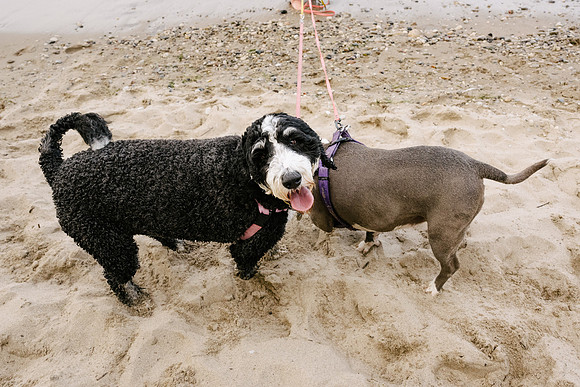 OffLeash2024-0898