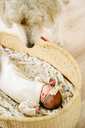 Willow-5444